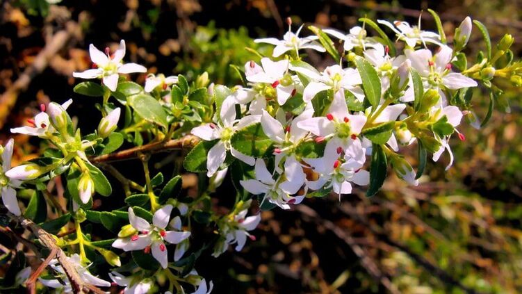 Buch part dans la cystolax