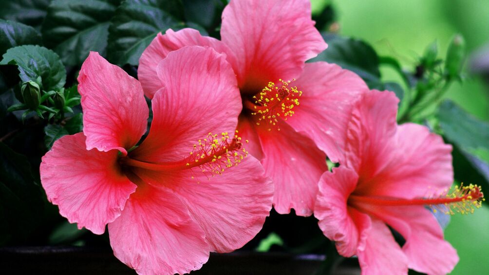 Hibiscus dans Cystolax